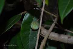 Rhododendron arboreum